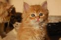 Ramses mit 7 Wochen